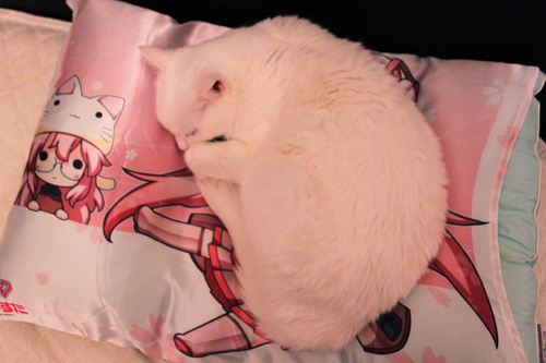 枕に猫
